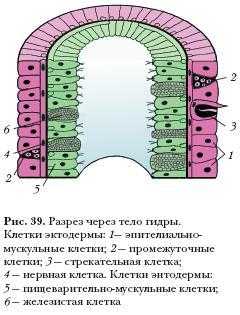 Кракен сайт бошки